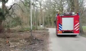 255338 paard op hol