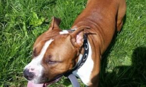 255482 hond nio