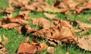 257133 autumn 473059 1920 1