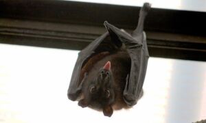 259485 bat 1268650 640