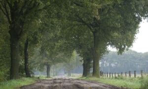 259500 rutbeek 2