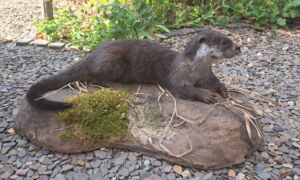 261013 otter opgezet
