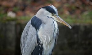 26553 blauwe reiger