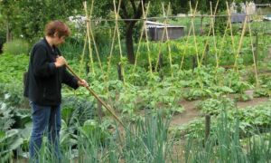 26765 fotos volkstuin 0171