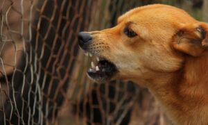 269426 hond boos