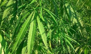 271350 industrial hemp 973459 960 720