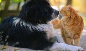 27158 hond met kat
