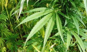 273226 hemp 2156643 1920