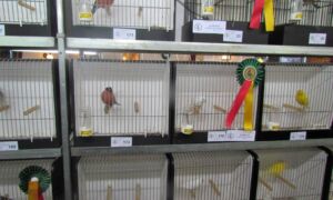 27545 Vogelshow