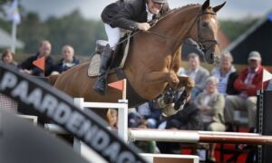 276198 paard 1