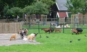 27679 26745 Kinderboerderij Noord