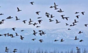 27971 trekvogels