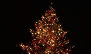 28537 Kerstboom