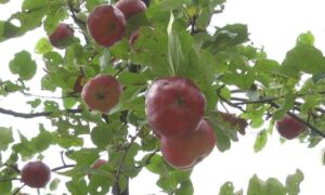 291403 appeltjes