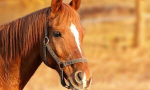 297467 horse 1201143 1920 1