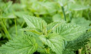 299083 stinging nettle 503939 640