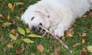 302639 dog 2897348 1920