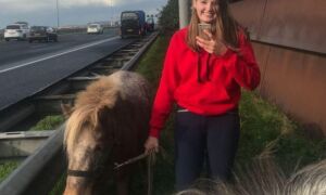 303870 ponyvangst