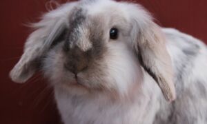 309721 231135 bun 732255 960 720