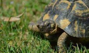 312226 schildpad 1