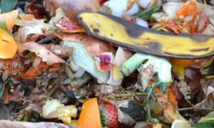 312568 compost 709020 1920