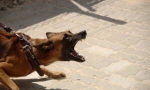 326048 dog 900215 1920