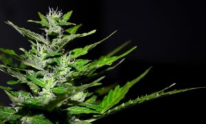 326191 cannabis 2761102 960 720