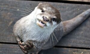 33203 otter