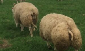 340692 schapen 1