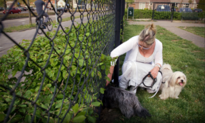 356584 Honden
