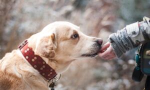 361364 dog 1861839 1920