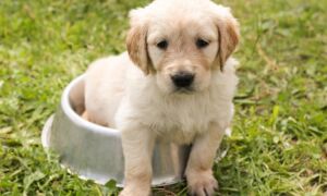 367064 puppy 1207816 1920