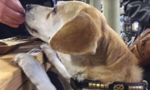 371883 hondje