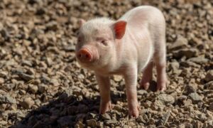 373460 piglet 3673403 1920