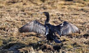 380381 great cormorant 3201868 1920