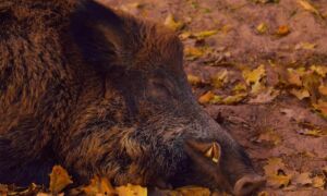 381882 wild boar 3761763 1920