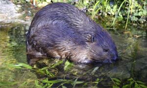 400204 beaver 1352439 1920