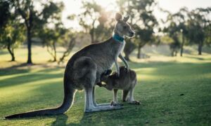 407083 australia 1180394 1280