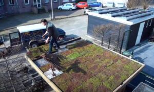 409704 Still video vetplantjes
