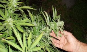 413182 cannabis 364565 960 720