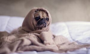 416761 pug 1210025 1920