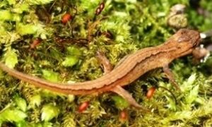 42241 salamander