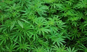 451925 foliage 1157792 1920