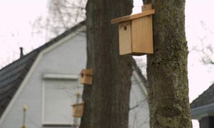 453044 Vogelkast still 1