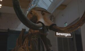 462410 stillrijksmuseum