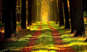 463659 forest 868715 1920