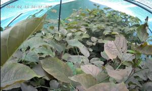 464313 Screenshot 20200715 163238 Smart Life