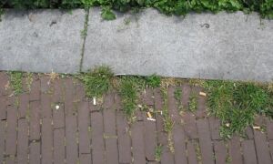 54888 stoep onkruid stipo team