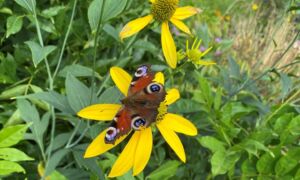 Rondje Tuinen Twente Aadorp 1 2025 IMG 8604