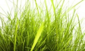 57073 54065 hoog gras
